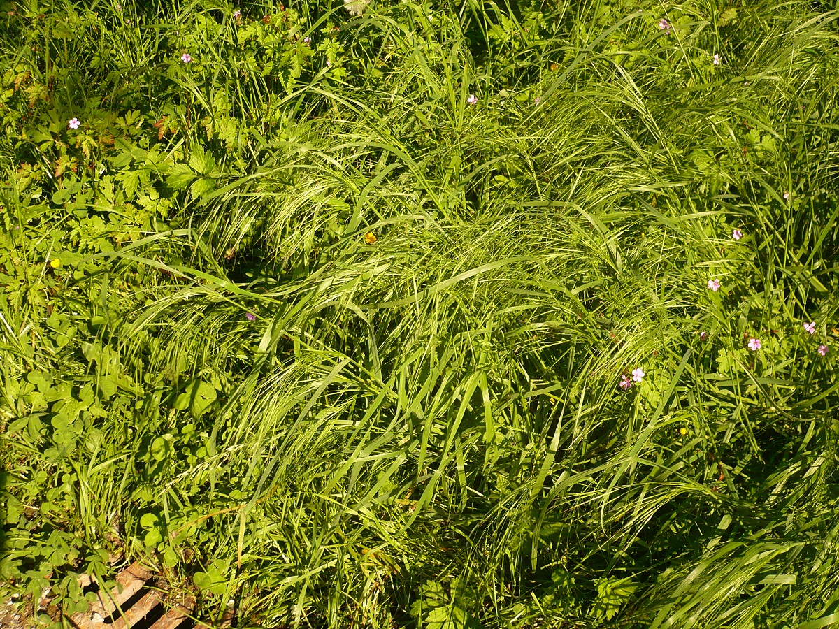 Anisantha sterilis (Poaceae)